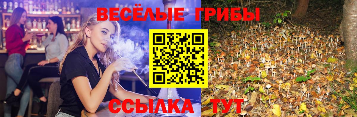 Галлюциногенные грибы Cubensis  купить   Вход с VPN  Краснознаменск  Псилоцибиновые грибы Cubensis 